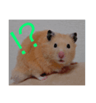 キンクマハムスターのおふちゃんスタンプ（個別スタンプ：5）