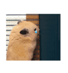 キンクマハムスターのおふちゃんスタンプ（個別スタンプ：6）