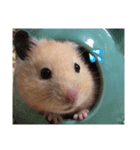 キンクマハムスターのおふちゃんスタンプ（個別スタンプ：7）