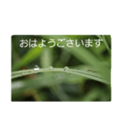 結婚していただけませんか？お受け致します（個別スタンプ：5）