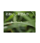 結婚していただけませんか？お受け致します（個別スタンプ：14）