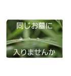 結婚していただけませんか？お受け致します（個別スタンプ：24）