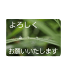 結婚していただけませんか？お受け致します（個別スタンプ：35）