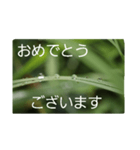 結婚していただけませんか？お受け致します（個別スタンプ：38）