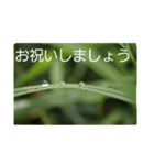 結婚していただけませんか？お受け致します（個別スタンプ：39）