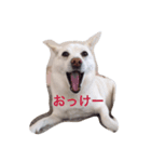 カレンの愉快な一日 ver.3（個別スタンプ：1）