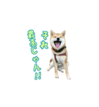 柴犬つむぎ 5（個別スタンプ：12）