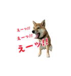 柴犬つむぎ 5（個別スタンプ：17）