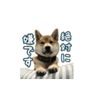 柴犬つむぎ 5（個別スタンプ：26）