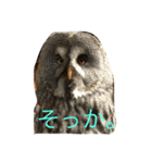 言いたいことだけ言ってます。（個別スタンプ：1）