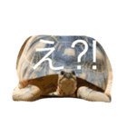 言いたいことだけ言ってます。（個別スタンプ：3）