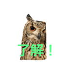 言いたいことだけ言ってます。（個別スタンプ：7）