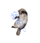 ミントかわいすぎ（個別スタンプ：5）