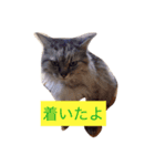 ミントかわいすぎ（個別スタンプ：8）