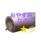 実写版ウーパールーパーうぱとくぱの日常（個別スタンプ：4）