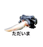 実写版ウーパールーパーうぱとくぱの日常（個別スタンプ：6）