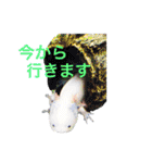 実写版ウーパールーパーうぱとくぱの日常（個別スタンプ：9）
