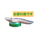 実写版ウーパールーパーうぱとくぱの日常（個別スタンプ：13）