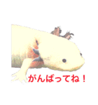 実写版ウーパールーパーうぱとくぱの日常（個別スタンプ：17）