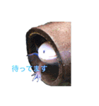 実写版ウーパールーパーうぱとくぱの日常（個別スタンプ：20）