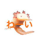 実写版ウーパールーパーうぱとくぱの日常（個別スタンプ：21）