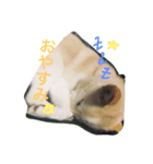 雑種犬ノア（個別スタンプ：1）
