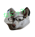 雑種犬ノア（個別スタンプ：2）