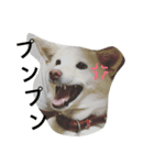 雑種犬ノア（個別スタンプ：4）