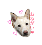雑種犬ノア（個別スタンプ：5）