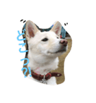 雑種犬ノア（個別スタンプ：6）