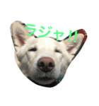 雑種犬ノア（個別スタンプ：7）