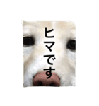 雑種犬ノア（個別スタンプ：8）
