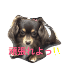 ちわっくすレオ（個別スタンプ：1）