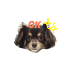 ちわっくすレオ（個別スタンプ：3）
