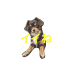 ちわっくすレオ（個別スタンプ：6）