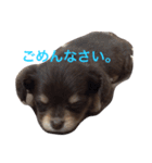 ちわっくすレオ（個別スタンプ：8）