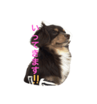 ちわっくすレオ（個別スタンプ：10）
