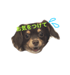ちわっくすレオ（個別スタンプ：11）