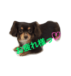 ちわっくすレオ（個別スタンプ：17）