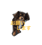 ちわっくすレオ（個別スタンプ：18）