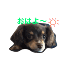 ちわっくすレオ（個別スタンプ：22）
