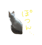 ミケネコとワンコ（個別スタンプ：1）
