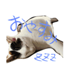 ミケネコとワンコ（個別スタンプ：3）