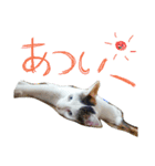 ミケネコとワンコ（個別スタンプ：4）