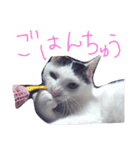 ミケネコとワンコ（個別スタンプ：5）