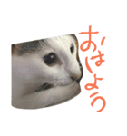 ミケネコとワンコ（個別スタンプ：8）