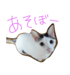 ミケネコとワンコ（個別スタンプ：9）