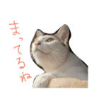 ミケネコとワンコ（個別スタンプ：10）