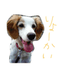 ミケネコとワンコ（個別スタンプ：14）