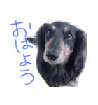 ミケネコとワンコ（個別スタンプ：15）